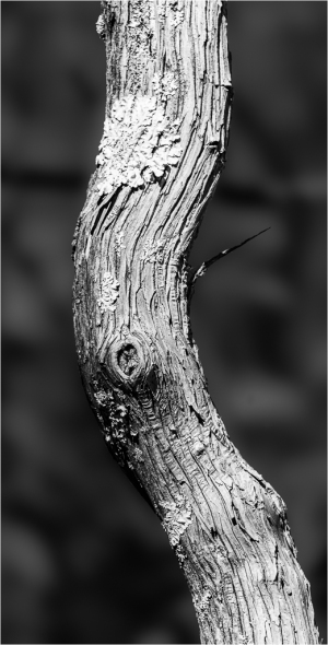 A gnarled and twisted branch, its surface marked by ancient decay, evokes a sense of eldritch dread.