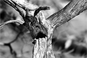 A gnarled tree branch with a hollow opening, stark black and white.