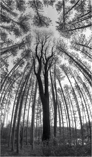 A majestic tree towers amidst a circle of slender trunks.