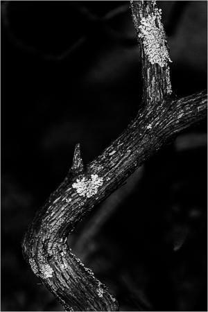 A twisted branch with lichen, stark black and white contrast, dramatic shadows.