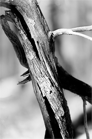 A twisted, gnarled tree branch in dramatic black and white.