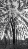 A towering tree surrounded by slender trunks, reaching skyward in a dreamlike forest.