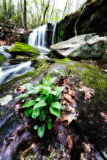 A vibrant green plant emerges from the damp earth near a cascading waterfall.