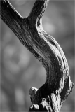 A gnarled and twisted branch evoking a sense of ancient dread.
