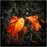 Vibrant autumn leaves in shades of orange and yellow among dark branches.
