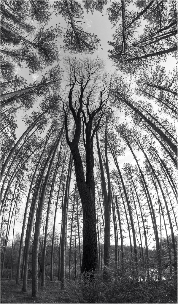 A majestic tree towers amidst a circle of slender trunks.