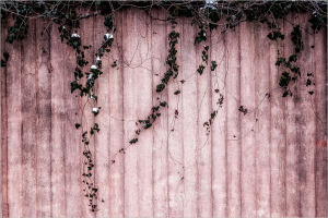 Ivy