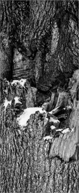 Tree bark details