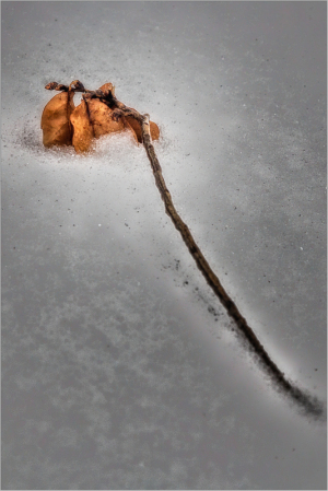 Branch half frozen in snow