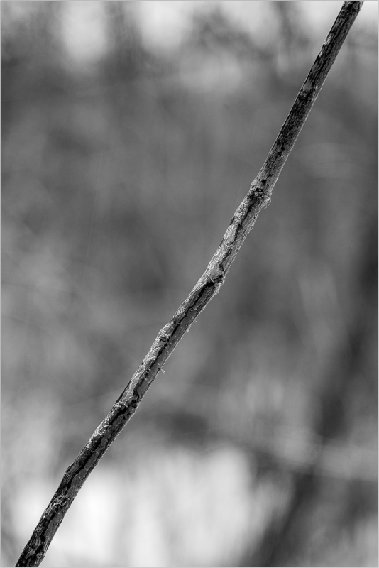 Ice covered branch