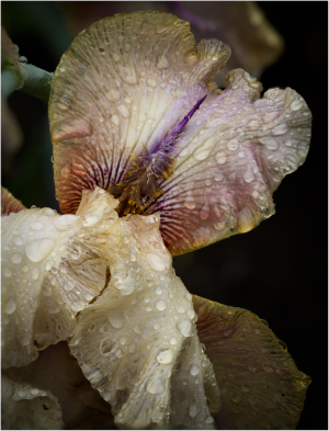 Iris "Thornbird" at Presby Iris Garden