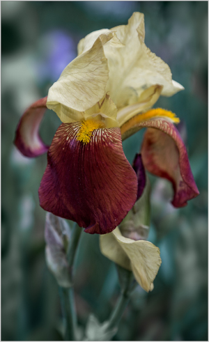 Iris "Accent" at Presby Iris Garden