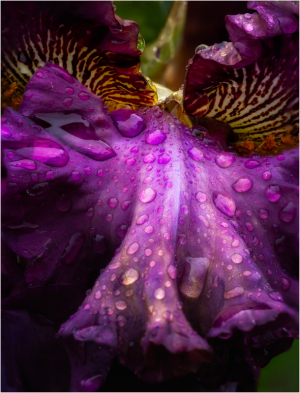 Iris "Creature of the Night" at Presby Iris Gardens
