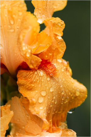 Iris "Maid of Orange" at Presby Iris Garden