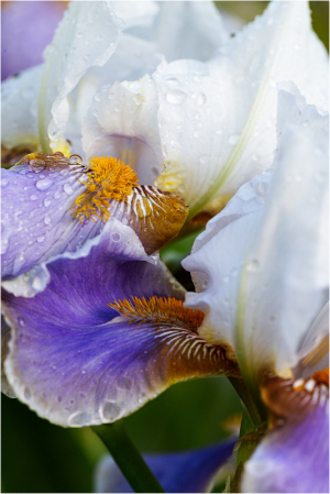 Iris Alpine Meadow at Presby Iris Garden