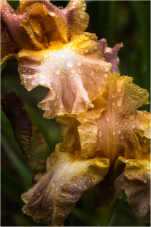 Iris named Sheer Poetry at Presby Iris Gardens