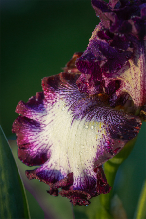 Iris Come and Dance at Presby Iris Garden