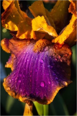 Iris Crooked Little Smile at Presby Iris Garden