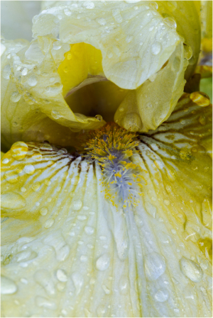 Iris "Art of Raphael" at Presby Iris Grden