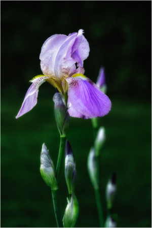 Iris