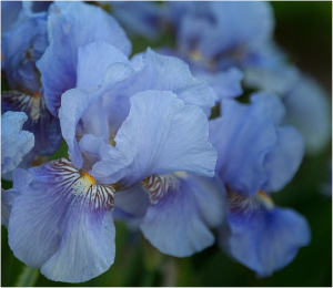 iris-garden-26