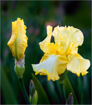 Iris "Summer Olympics" at Presby Iris Garden
