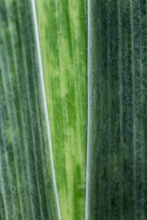 Abstract of iris sword leaves