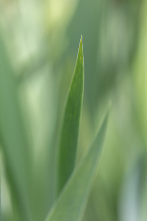 Iris leaf