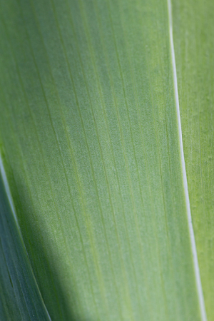 Iris leaves