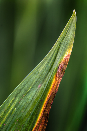 Iris leaves