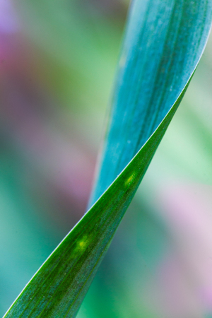 Iris leaf twisted