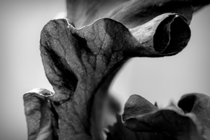 Iris petal