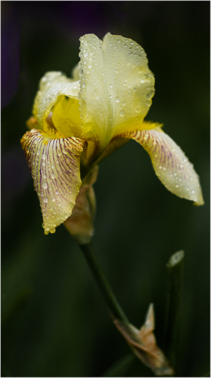 Iris named Helios at Presby Iris Gardens