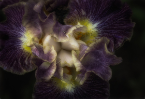 Iris Sheer Excitement at Presby Iris Garden