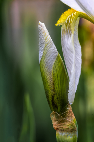 Iris Moonlight at Presby Iris Garden