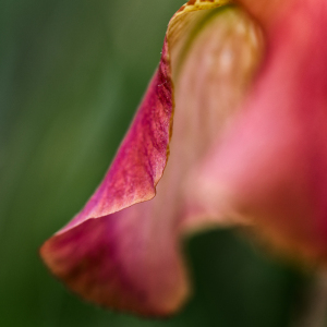 Iris Majenica, at Presby Iris Garden