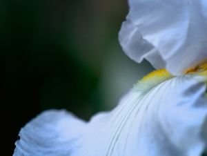 Iris White Cloud at Presby Iris Gardens