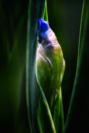 Iris Point Breeze at Presby Iris Garden