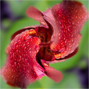 Distorted - Iris "Spartan" at Presby Iris Garden