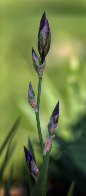 Iris King's Jester at Presby Iris Gardens