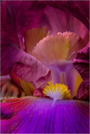 iris-garden-52
