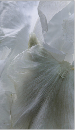 Iris "Citadel" in high key
