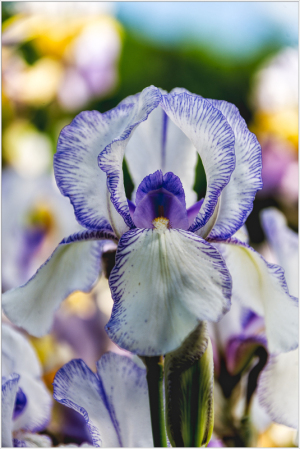 Iris Jeanne D'Arc at Presby Iris Gardens
