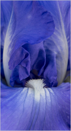 Iris "Victoria Falls" at Presby Iris Garden
