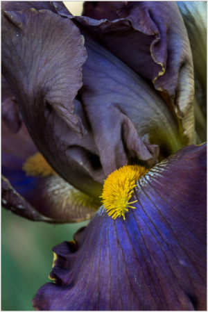 Close-up of a dark purple iris flower with yellow stamen, petals softly curling.