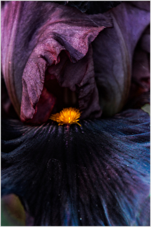 Deep purple petals embrace a golden heart, a dance of shadows and light.