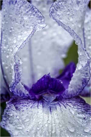 iris-garden-6