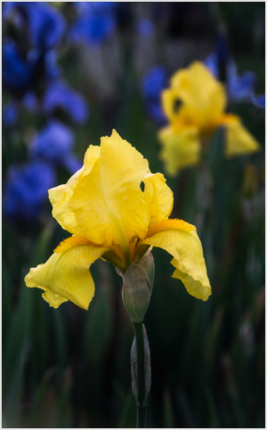 Iris field