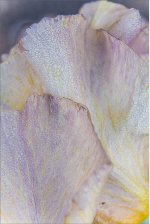 Delicate petals of an iris, soft lavender and yellow hues glistening with dew.