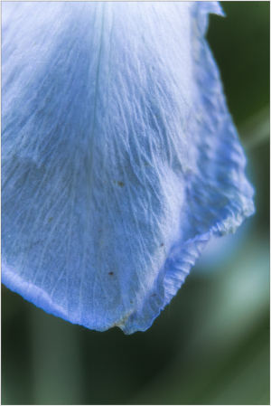 A delicate blue petal glimmers softly, kissed by the whisper of twilight.